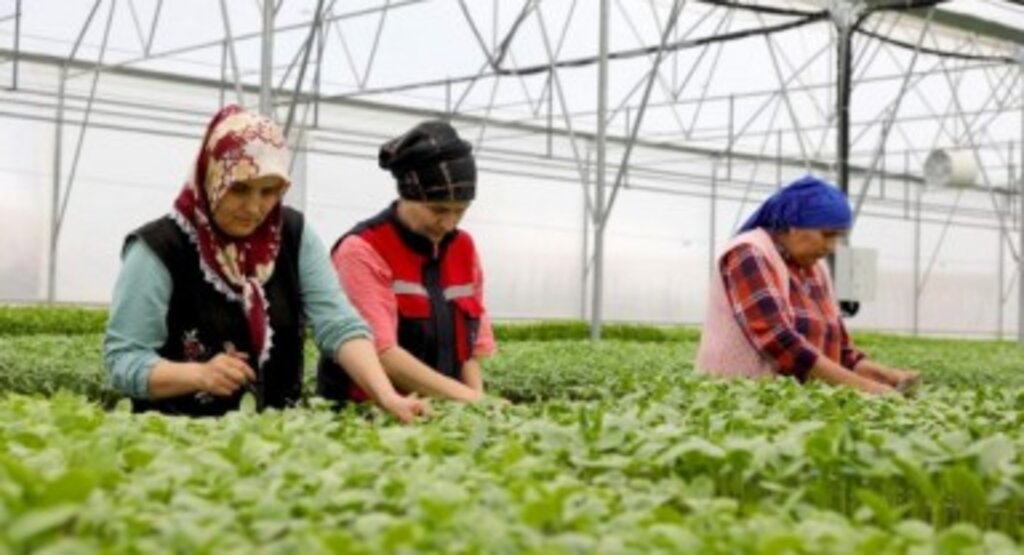 Ordu, tarım ve hayvancılıkta çıtayı yükseltti