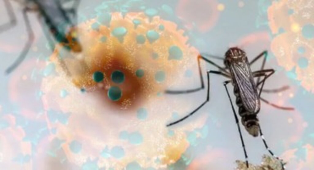 ‘Oropouche virüsü’ Avrupa’ya sıçradı: Aşısı yok, tedavisi belirsiz