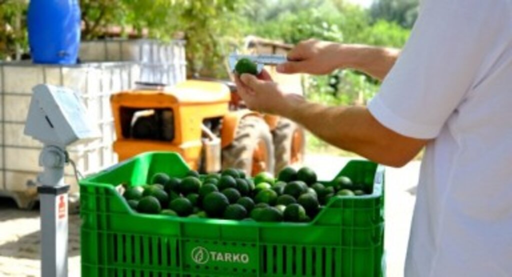 Şimdi “Yeşil Bodrum Mandalini” Zamanı