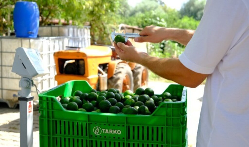 Şimdi “Yeşil Bodrum Mandalini” Zamanı