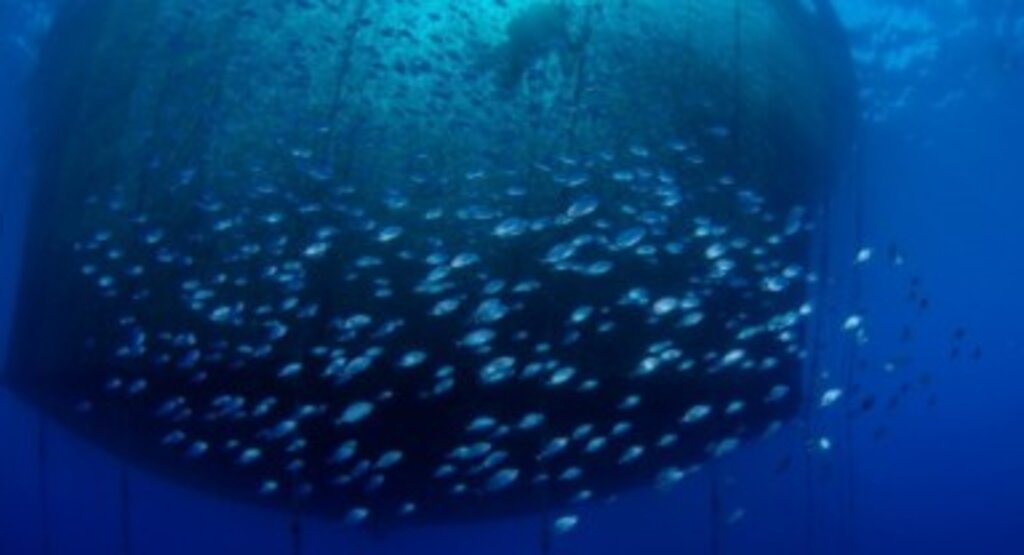 Su ürünleri yetiştiriciliği yönetmeliği değişti; İşte yeni yönetmelik