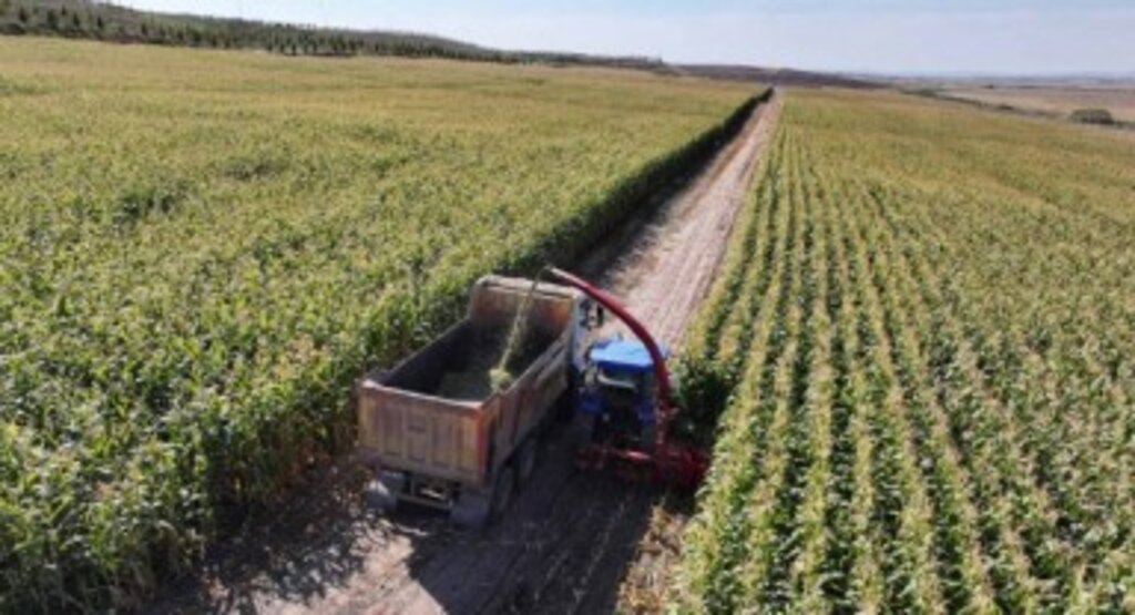 Ankara Büyükşehir Belediyesinin Hayvan Yetiştiricileri İçin Silajlık Mısır Hasadı Başladı