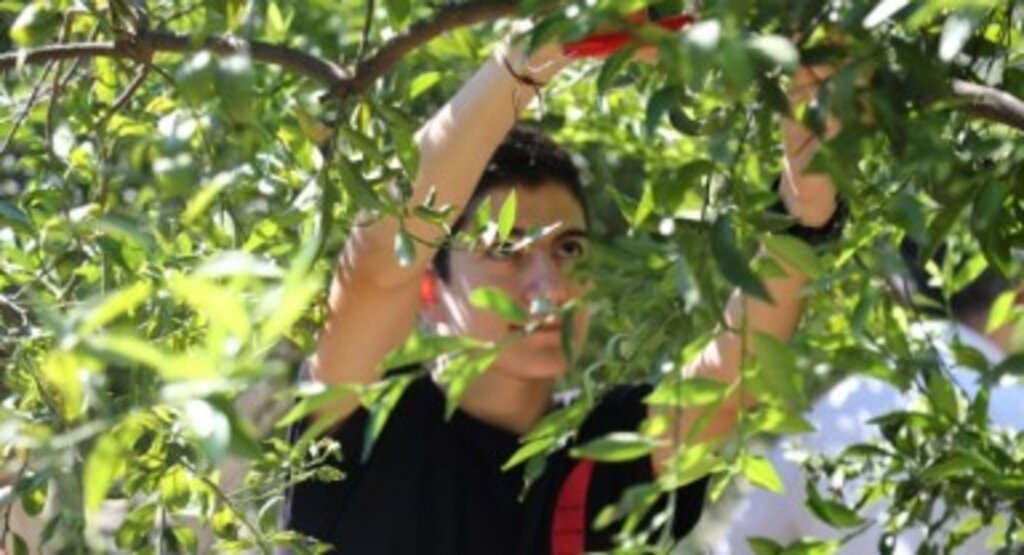 Belediyeden Tarımsal Eğitim Çalışmaları 