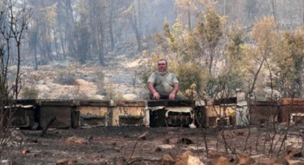 Büyükşehir Orman Yangınları Sonrası Üreticinin Yanında 