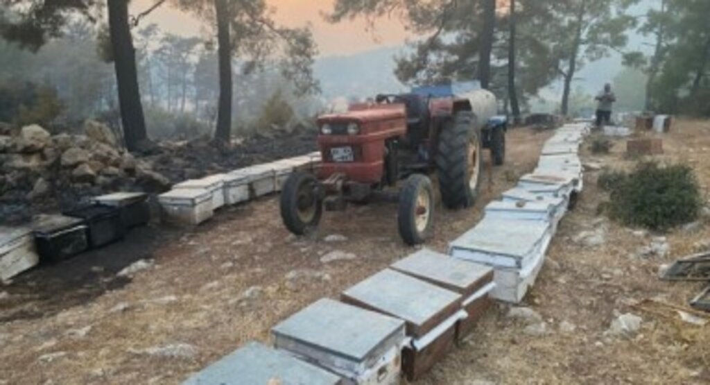 Büyükşehir Yangından Etkilenen Arıcılara Destek Olacak 