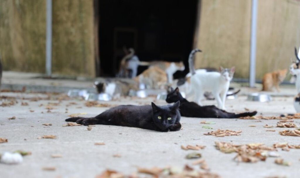 Kedi Kasabası Türkiye'de Örnek Teşkil Ediyor