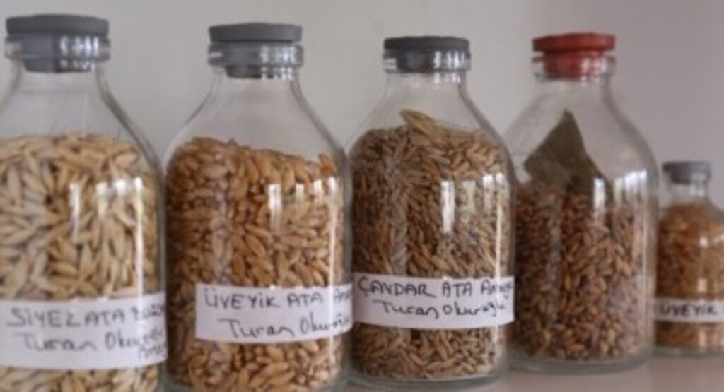 Organik tarımın adresi ‘İlkadım’