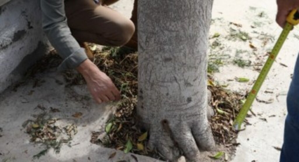 Zarar Verilen Ağaçlarda İnceleme 