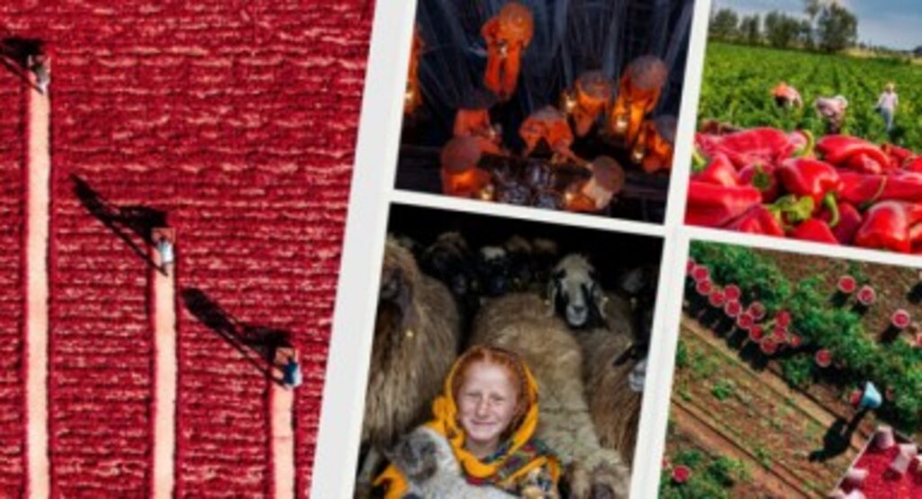 14. Uluslararası Tarım Orman ve İnsan Fotoğraf Yarışmasının Sonuçları Açıklandı