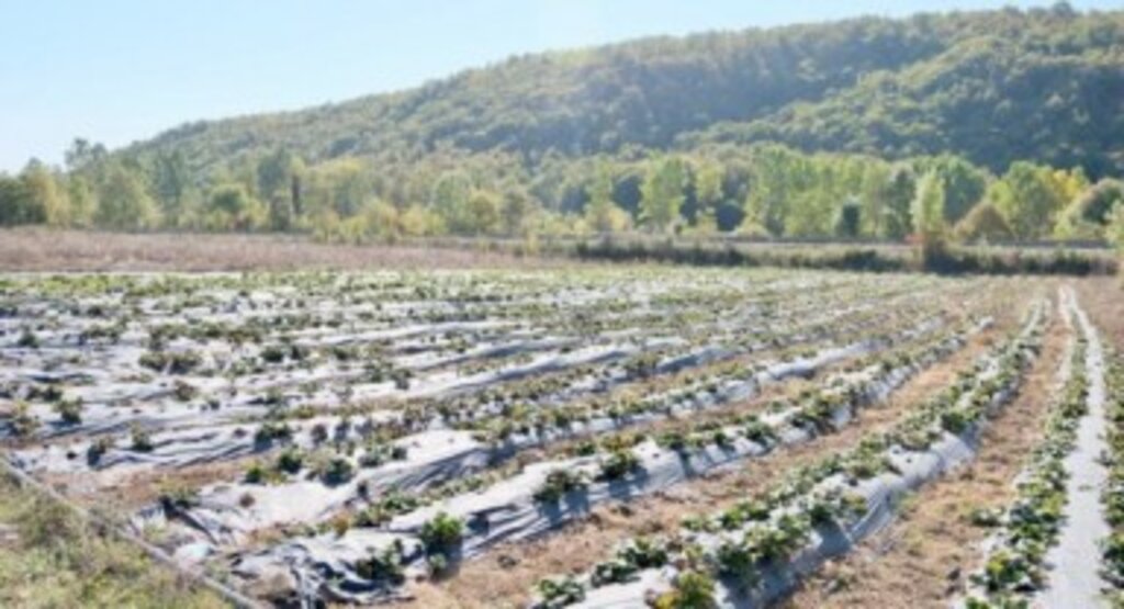 Büyükşehir'in Desteğiyle Çilek Üretimi Yaygınlaştılıyor