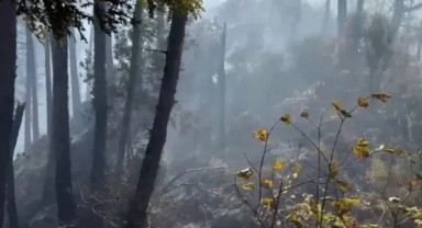 Dörtyol’da orman yangını: Ekipler havadan ve karadan müdahale ediyor