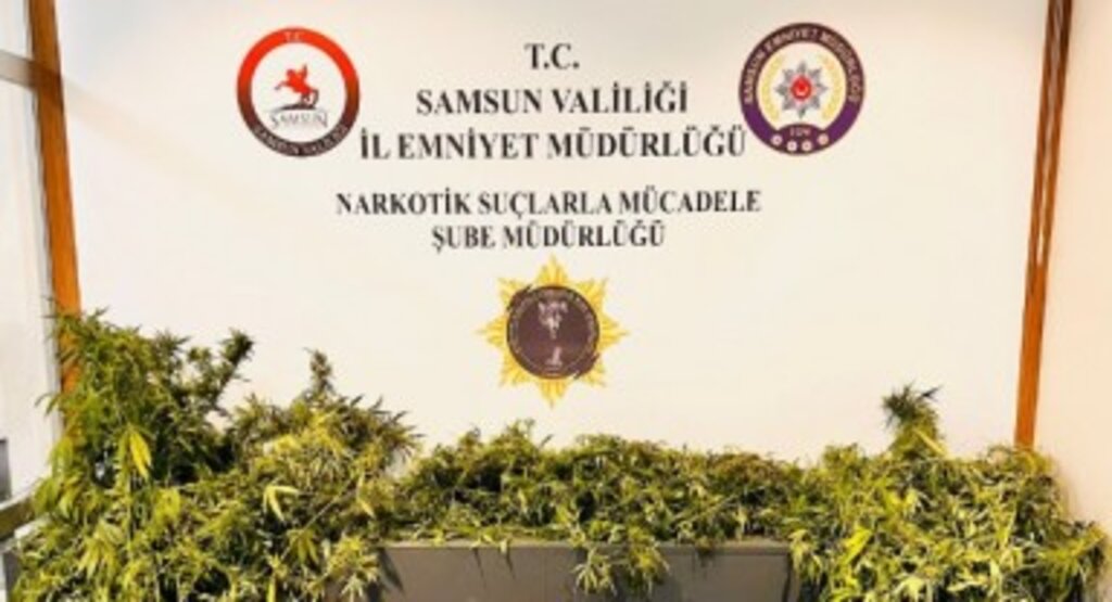 İlkadım’da Uyuşturucu Operasyonu: 12 Kök Kenevir ve 300 Gram Esrar Ele Geçirildi