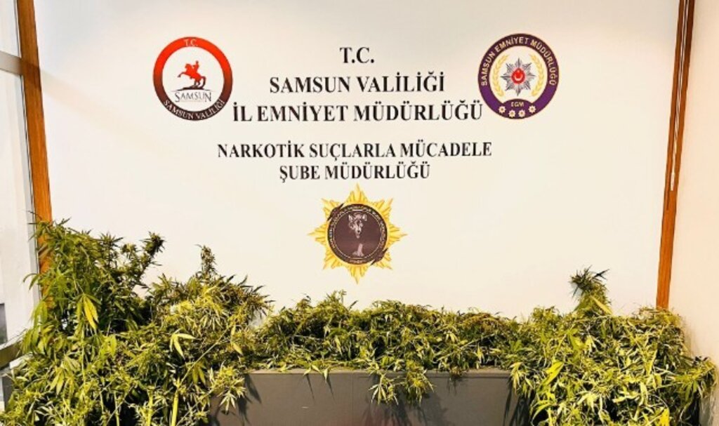 İlkadım’da Uyuşturucu Operasyonu: 12 Kök Kenevir ve 300 Gram Esrar Ele Geçirildi