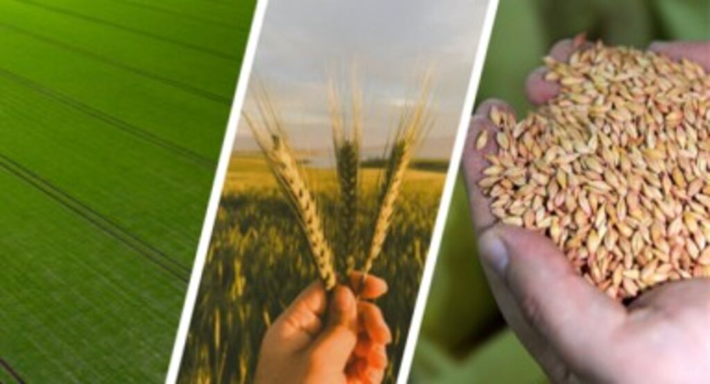 Tarım ve Orman Bakanlığı tarafından çiftçilere destekleme ödemesi!