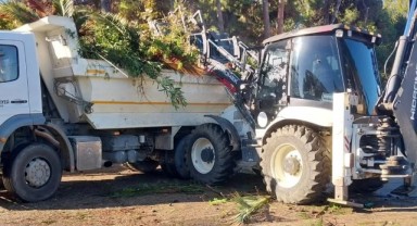 İlkadım’da ağaçlar, kent estetiği için budanıyor