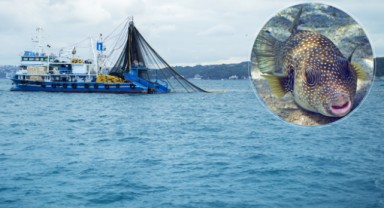 28 Milyondan Fazla Balon Balığının Ekosisteme Girişi Önleniyor