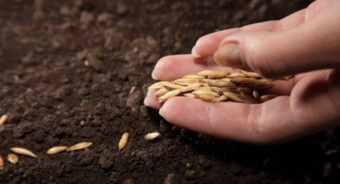 Ata tohumları şubat ayından itibaren Tarım Kredi marketlerinde satışa sunulacak
