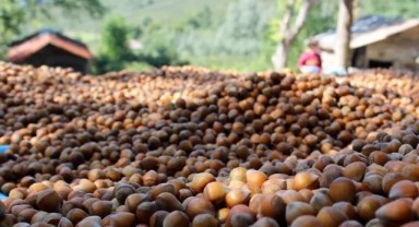 Türkiye'nin fındık ihracatında ilk sıra Almanya'nın