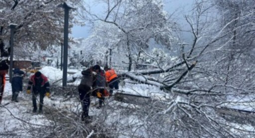 Ordu'da Şiddetli Kar, Ağaçlara Zarar Verdi