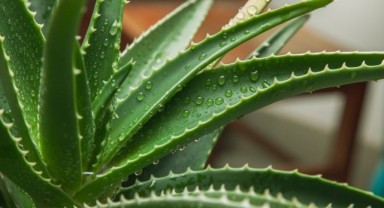 Evde Yetiştirilen Aloe Vera Nasıl Kullanılır