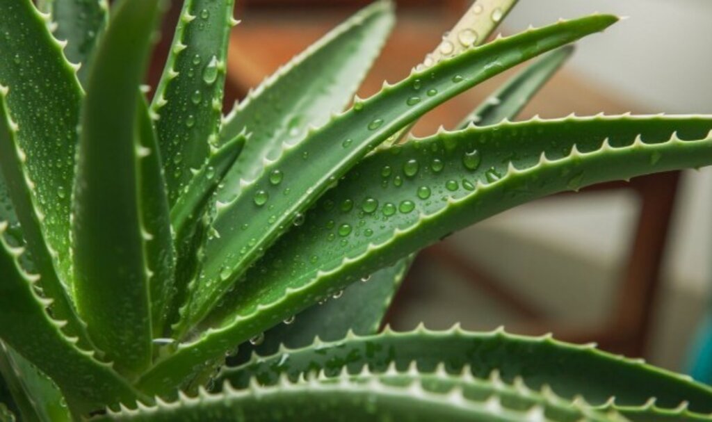 Evde Yetitirilen Aloe Vera Nasl Kullanlr - Srmanet Samsun Haber