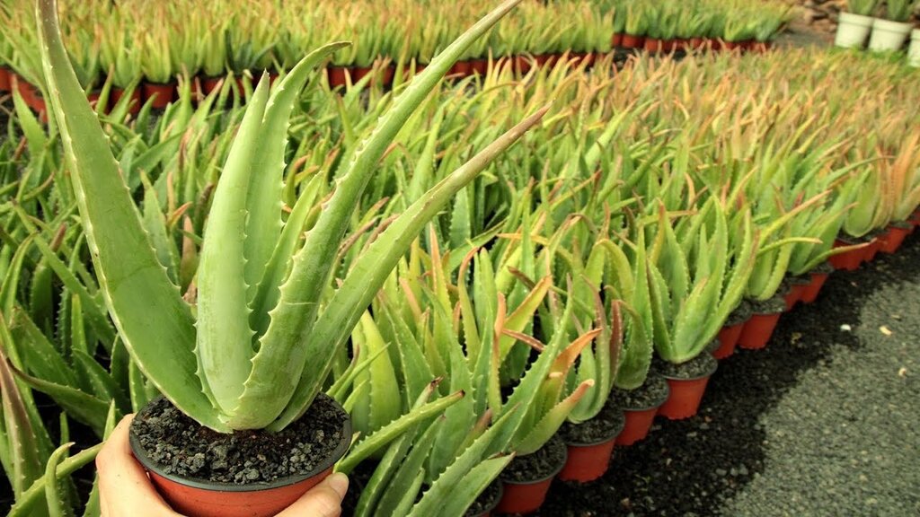 Evde Yetiştirilen Aloe Vera Nasıl Kullanılır