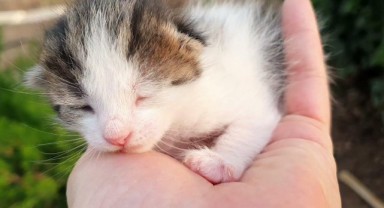 Gözleri Açılmamış Yavru Kedi Nasıl Beslenir