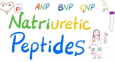 Prob Natriüretik Peptid Nedir