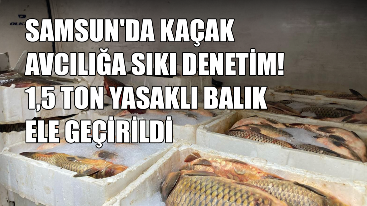 Samsun'da Kaçak Avcılığa Sıkı Denetim! 1,5 Ton Yasaklı Balık Ele Geçirildi