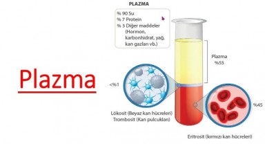 Albümin Serum Plazma Nedir