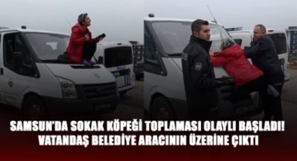 Samsun'da Sokak Köpeği Toplaması Olaylı Başladı! Vatandaş Belediye Aracının Üzerine Çıktı