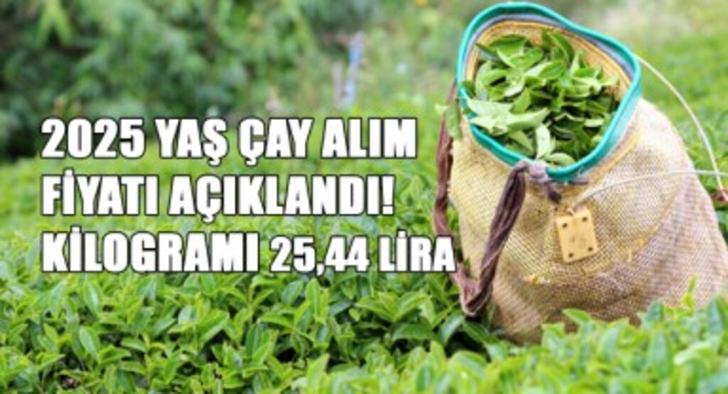 2025 Yaş Çay Alım Fiyatı Açıklandı! Kilogramı 25,44 Lira