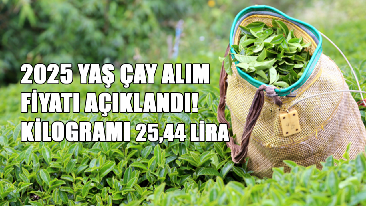 2025 Yaş Çay Alım Fiyatı Açıklandı! Kilogramı 25,44 Lira