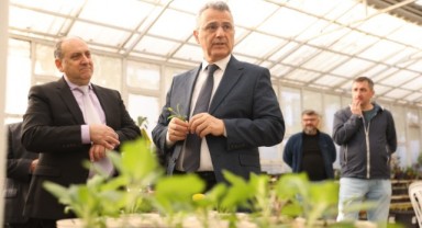 İlkadım'da Lavanta Rüzgarı: 2.500 Çelik Yetiştirildi