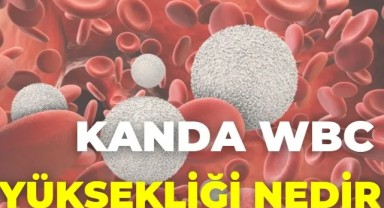 Kanda Wbc Yüksekliği Nedir