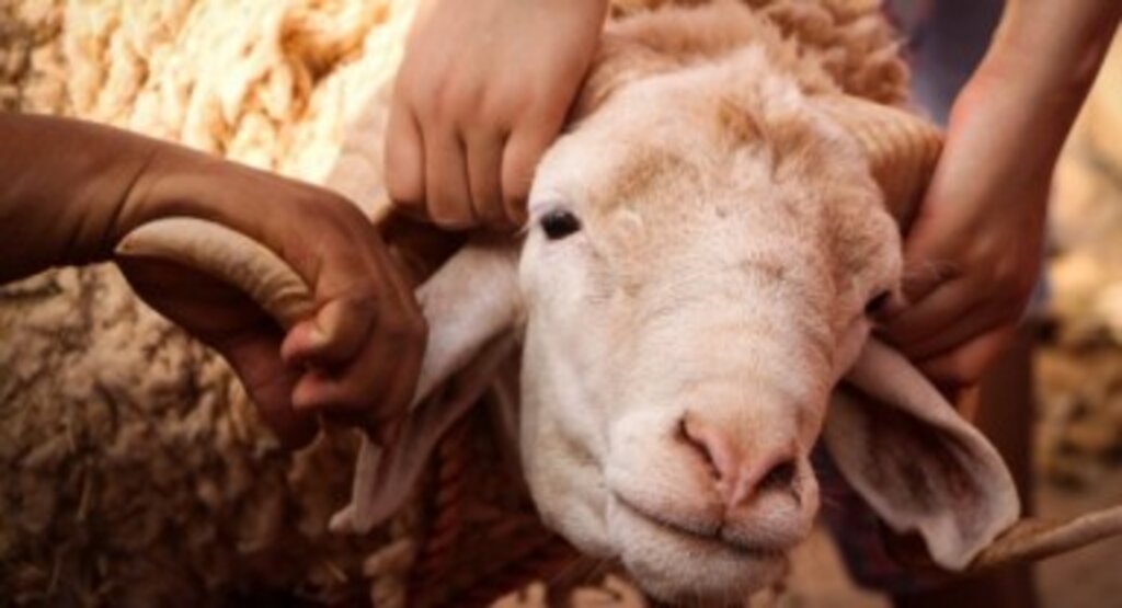 Kurban Bayramı Öncesi Kurbanlıklar İçin Sıkı Tedbirler Alındı