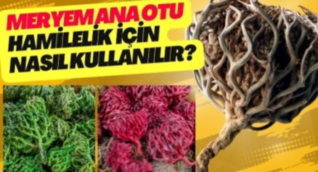 Meryem Ana Otu Doğumda Nasıl Kullanılır