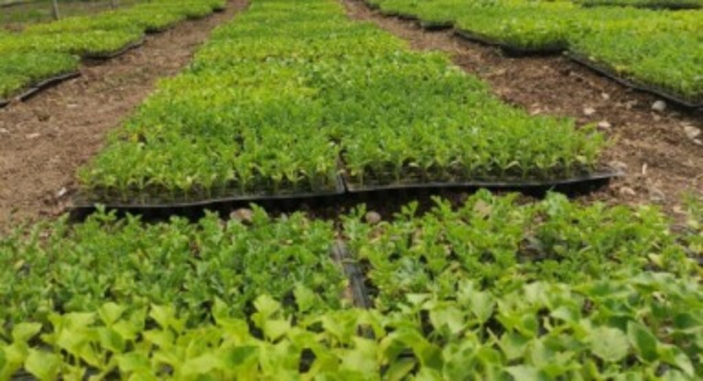 Samsun Tarımında İş Birliği: Karpuz ve Kavun Fideleri Çiftçiye Ulaştı