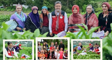 Tarım ve Orman Bakanı Yumaklı Rize'de Çay Hasadına Katıldı