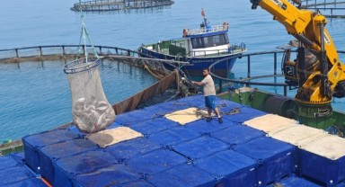Türk Somonu Hasadı Yakakent'te Yapıldı: Samsun'un Balıkçılık Potansiyeli Vurgulandı