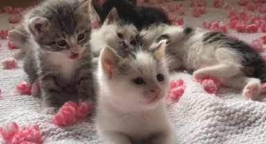Yavru Kedi Cinsiyeti Nasıl Anlaşılır