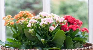 Kalanchoe Çiçeği Nasıl Canlandırılır