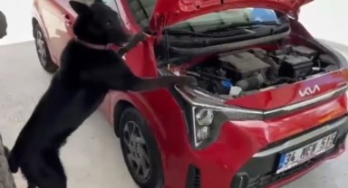 Narkotik Dedektör Köpeği Çakır'dan Samsun'da Uyuşturucu Avı!