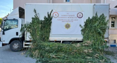 Tarla İçinde Gizli Tarla! Samsun'da 5 Binden Fazla Kenevir Ele Geçirildi