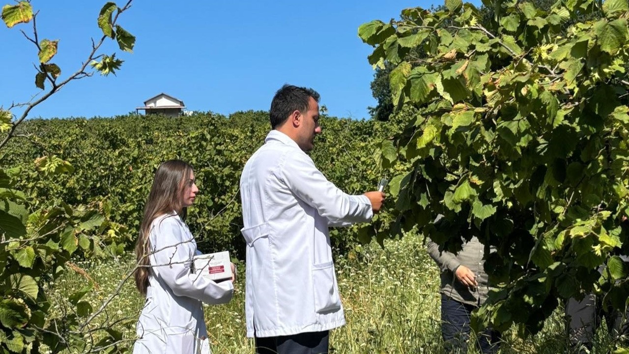 Samsun'da Tarımda Yeni Adım: 1 Milyonun Üzerinde Samuray Arısı Doğaya Salındı