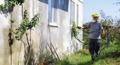 Samsun'da Büyükşehir’den Kahverengi Kokarcaya Karşı Kışlak Mücadelesi