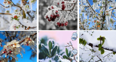 Zirai Don Zararına 6,4 Milyar Liralık Destek Paketi Açıklandı