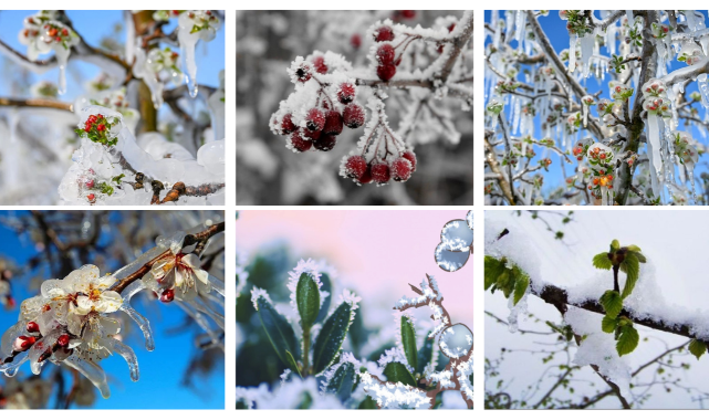 Zirai Don Zararına 6,4 Milyar Liralık Destek Paketi Açıklandı