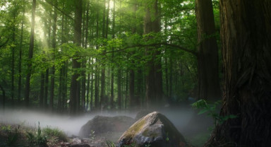 Orman Genel Müdürlüğü 496 Sözleşmeli Personel Alımı Yapacak