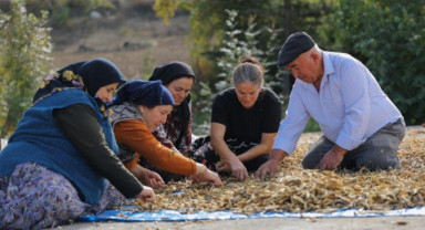 Samsun’da Sözleşmeli Tarım Modeli: Fasulye Üretimi Sosyal Destekle Buluştu